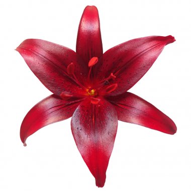 Asya hibrid lily Cola 