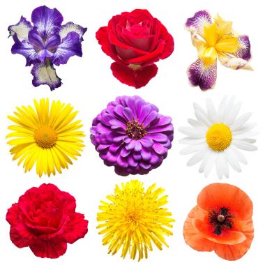 güzel çiçekler topluluğu