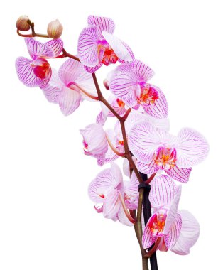 Pembe orkide çiçeği.