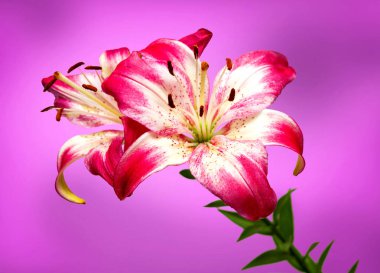 Beyaz-pembe lily çiçek