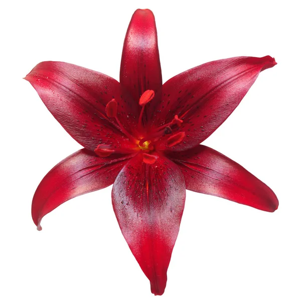 Asya hibrid lily Cola — Stok fotoğraf