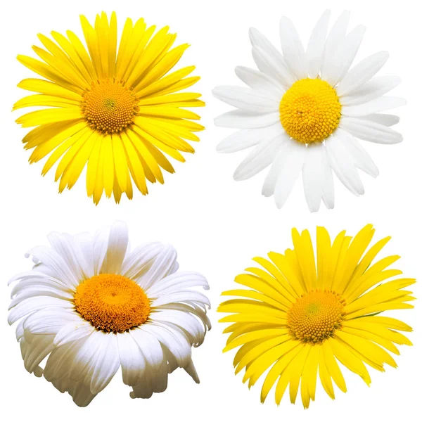 Samling av vackra daisy blommor — Stockfoto