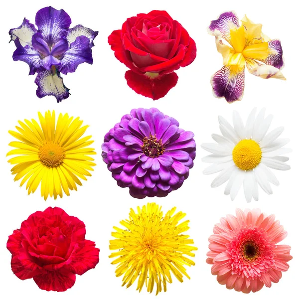 Zbiór pięknych kwiatów — Zdjęcie stockowe