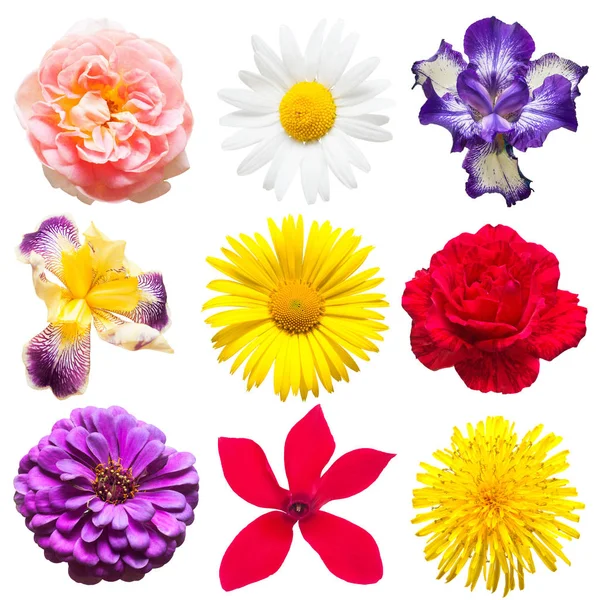 Όμορφη συλλογή των λουλουδιών — Φωτογραφία Αρχείου