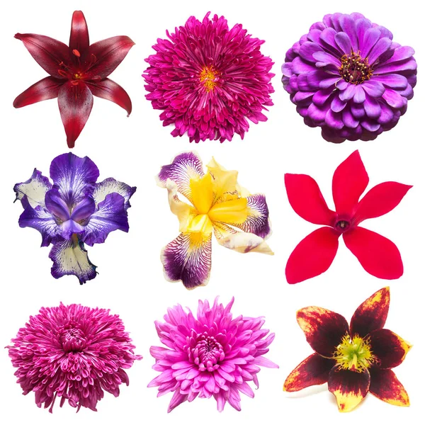 Kolekce krásných květin — Stock fotografie