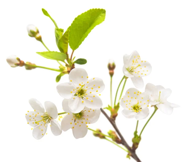 Ein Zweig Kirschblüten — Stockfoto