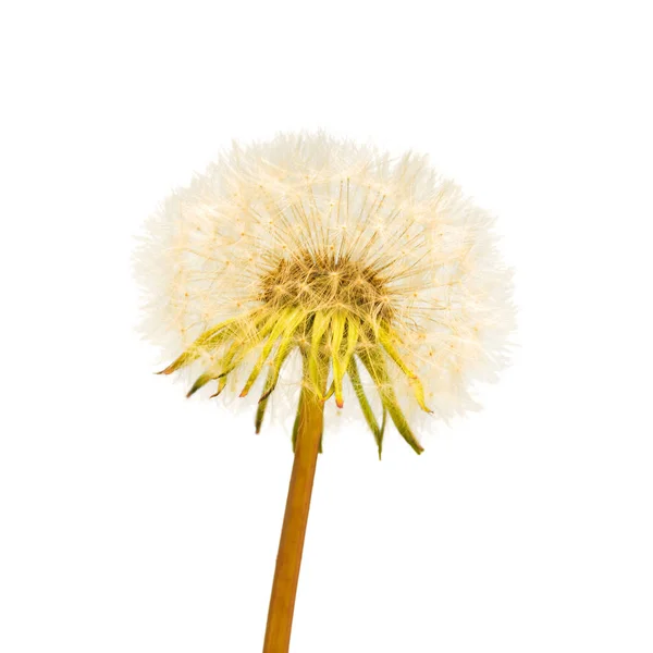 Uma flor de dente de leão — Fotografia de Stock