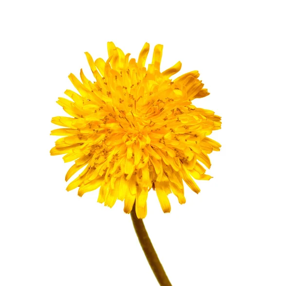 Sárga pitypang virág — Stock Fotó