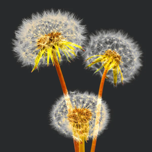 Három pitypang virág — Stock Fotó