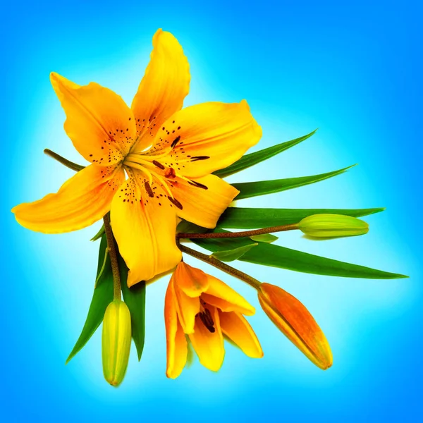 Flor de lírio amarelo com botões — Fotografia de Stock