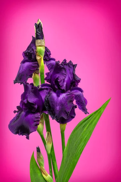 Blooming iris flower