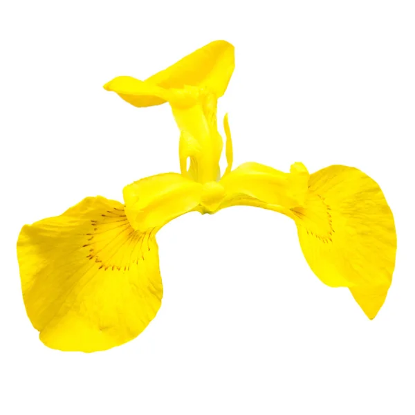 Красива жовта квітка ірису — стокове фото