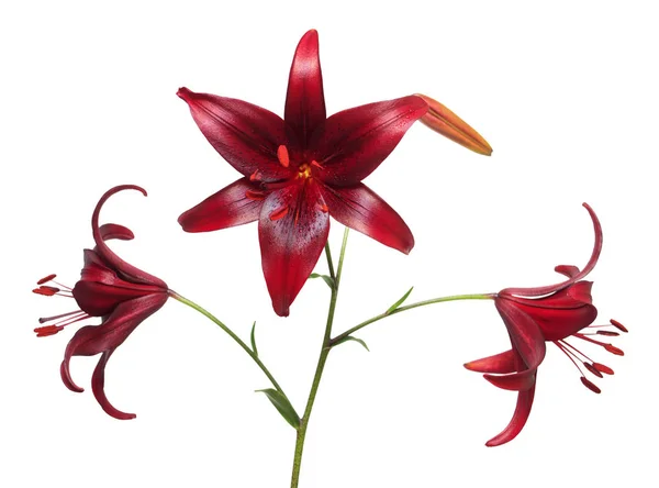 Asiatic hybrid lily Cola — Stockfoto