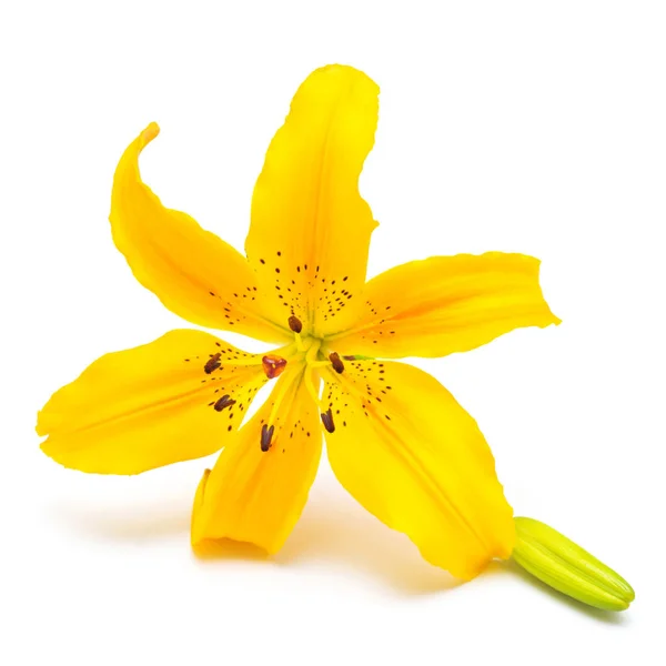 Lys jaune fleur avec bourgeons — Photo