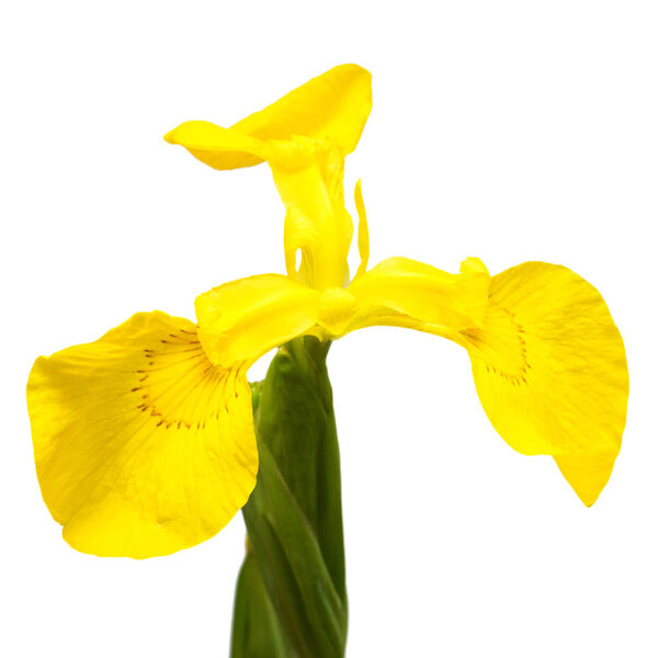 Beautiful yellow iris flower 