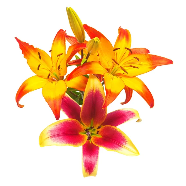Krásná kytice lilie žlutá a červená — Stock fotografie
