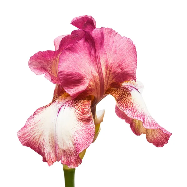 Rote Blume Iris — Stockfoto