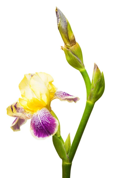 Amarillo-púrpura flores iris —  Fotos de Stock