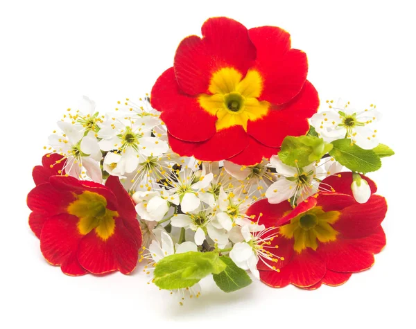 Kankalin-virágok és virágzó szilva — Stock Fotó