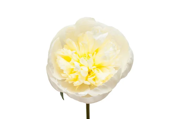 Linda flor peônia branca — Fotografia de Stock