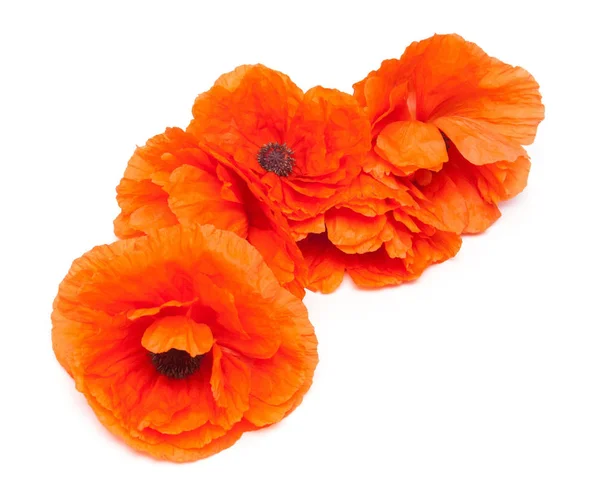 Hermosas flores amapolas — Foto de Stock