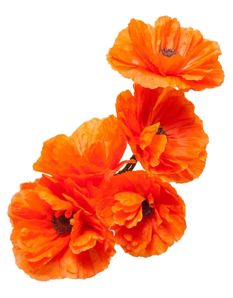 Hermosas flores amapolas — Foto de Stock