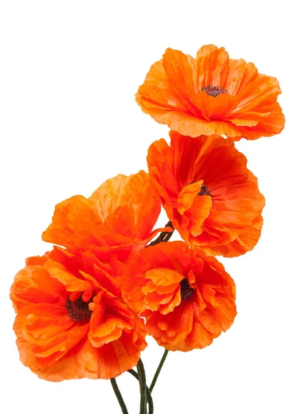 Schöne Blumen Mohn — Stockfoto