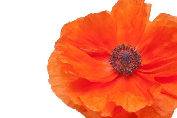 Hermosa flor de amapola roja — Foto de Stock