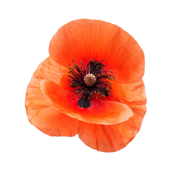 Beautiful red poppy flower — Stock Photo, Image