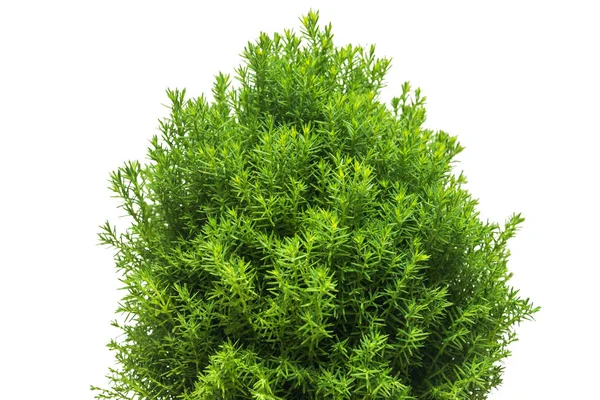 Thuja ramos de pelúcia — Fotografia de Stock