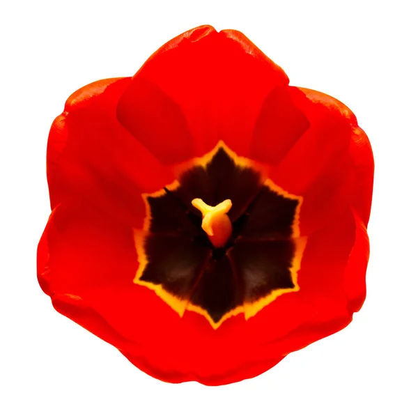 Red tulip flower — Stockfoto