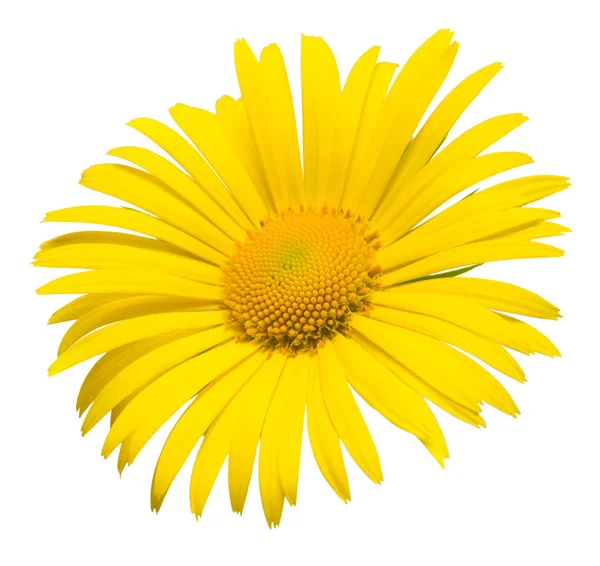 Gul tusensköna blomma kort — Stockfoto
