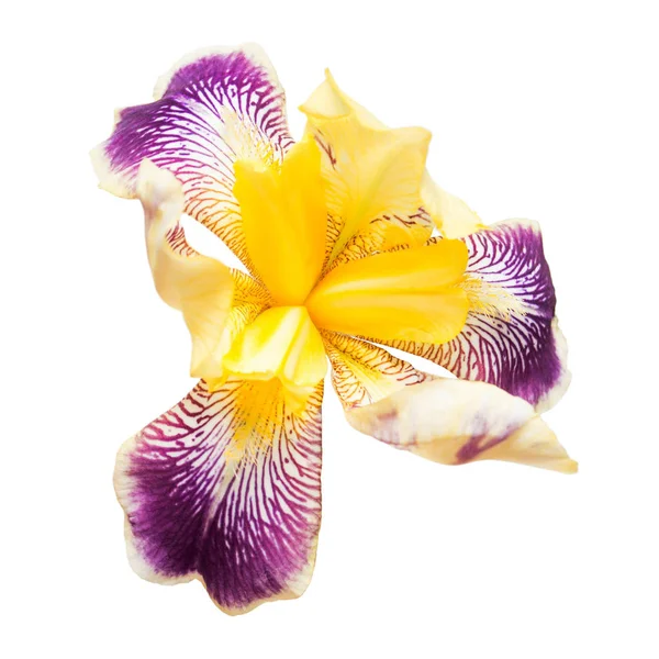 Κίτρινο-μωβ λουλούδια ίριδας — Φωτογραφία Αρχείου