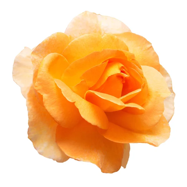 Bela flor rosa amarela — Fotografia de Stock
