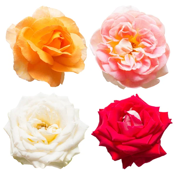 Una hermosa colección de rosas flores — Foto de Stock