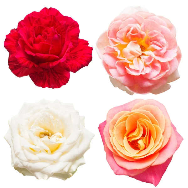 Una bella collezione di fiori di rose — Foto Stock