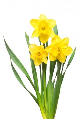 Bouquet of yellow daffodils flowers  clipart