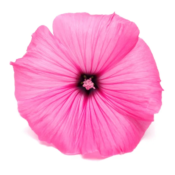 美しいピンクのハナアオイ属の花 — ストック写真