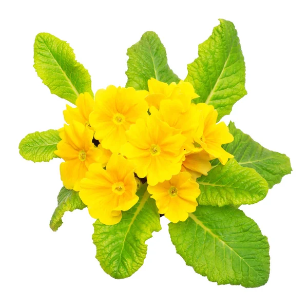 Yellow primrose flowers — Stock Photo, Image