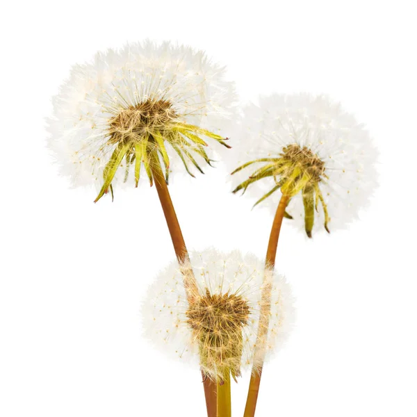 Üç dandelions çiçekler — Stok fotoğraf