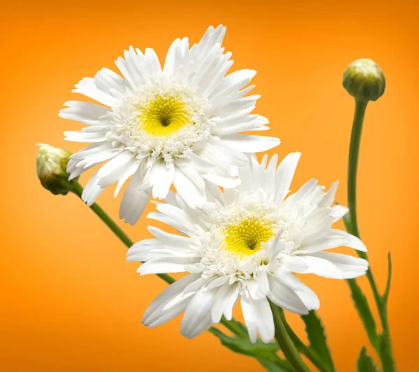 Vita prästkragar blommor — Stockfoto