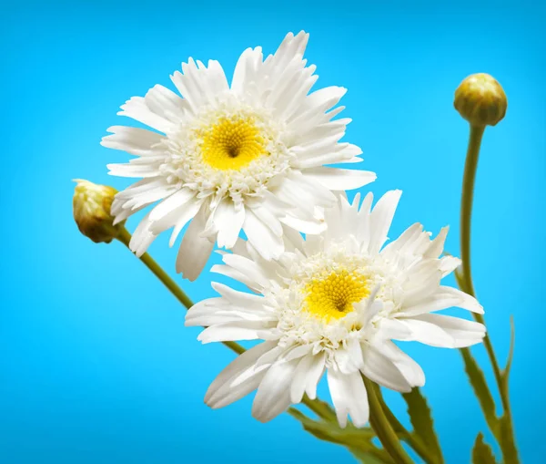 Vita prästkragar blommor — Stockfoto