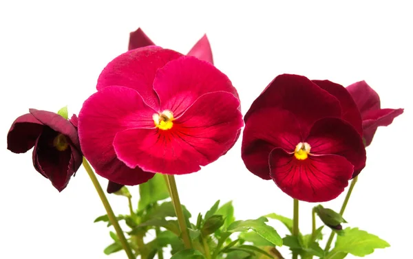 Братки пурпурні квіти — стокове фото