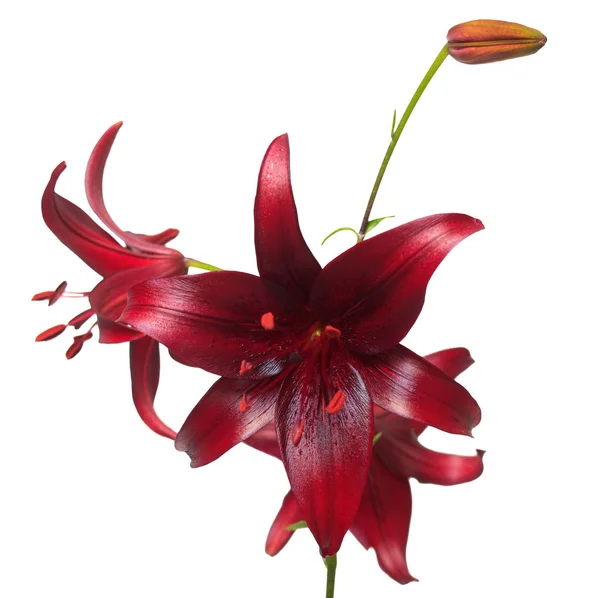 Aziatische hybride lily Cola — Stockfoto