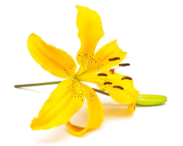 Flor de lírio amarelo com botões — Fotografia de Stock