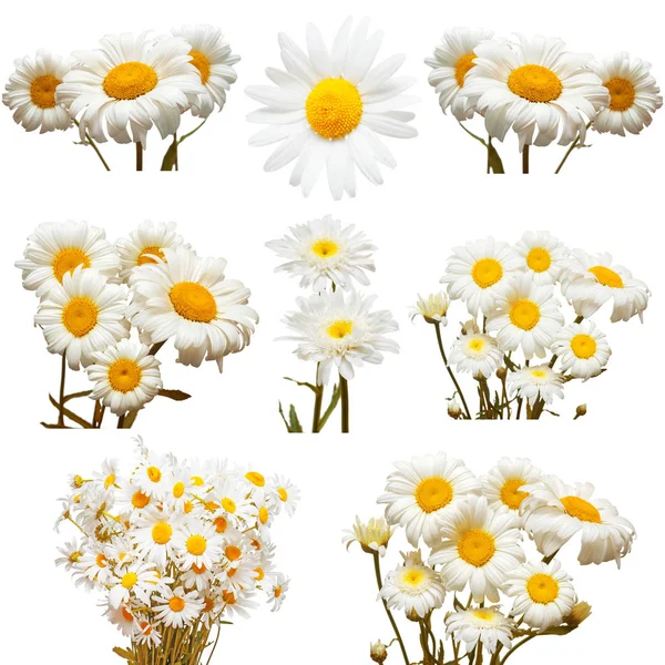 Colecție de flori margaretă albă fotografii de stoc fără drepturi de autor