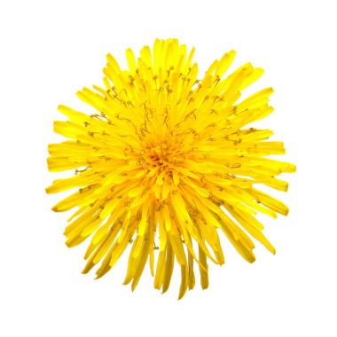 Sarı karahindiba çiçeği