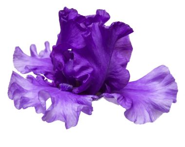 çiçek açan iris çiçeği 