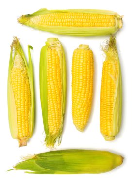 Olgun Mısır topluluğu