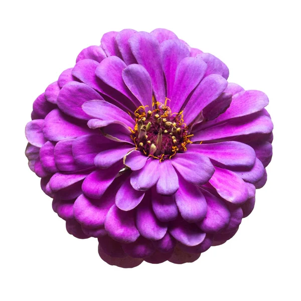 Paarse zinnias bloem — Stockfoto